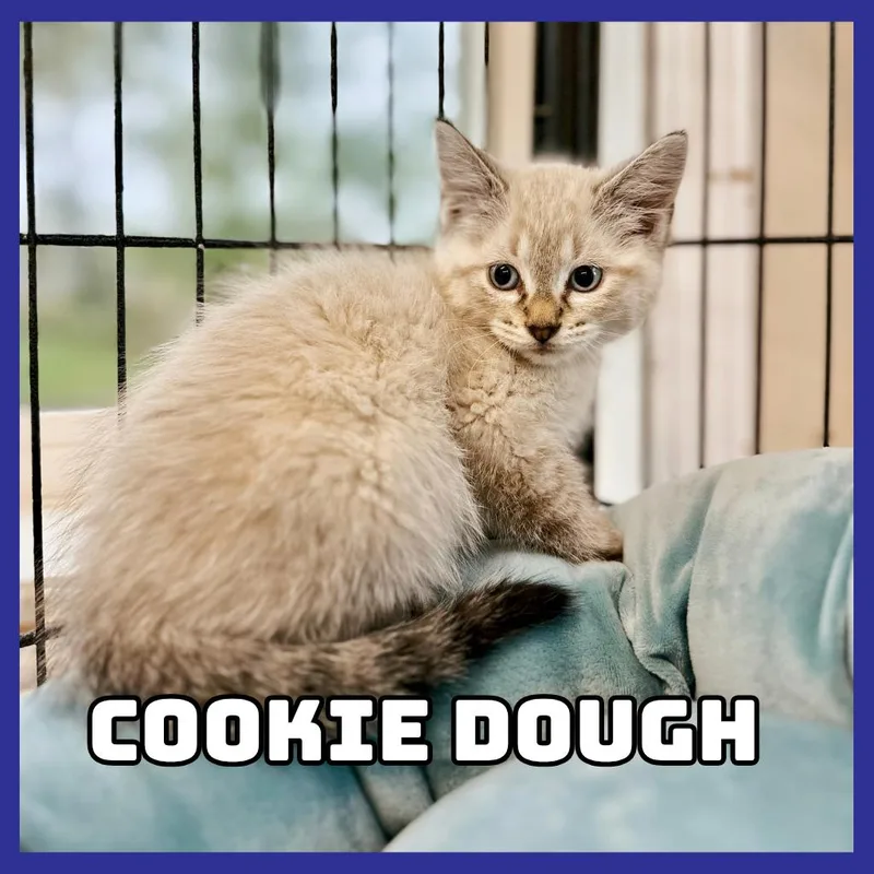 CookieDough thumbnail 3