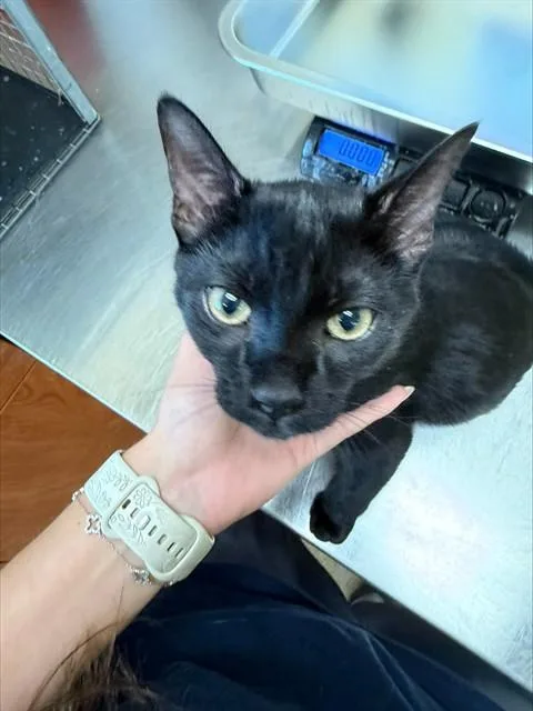 A young small-sized male Domestic Short Hair cat named Milo for adoption in Fort Myers, FL