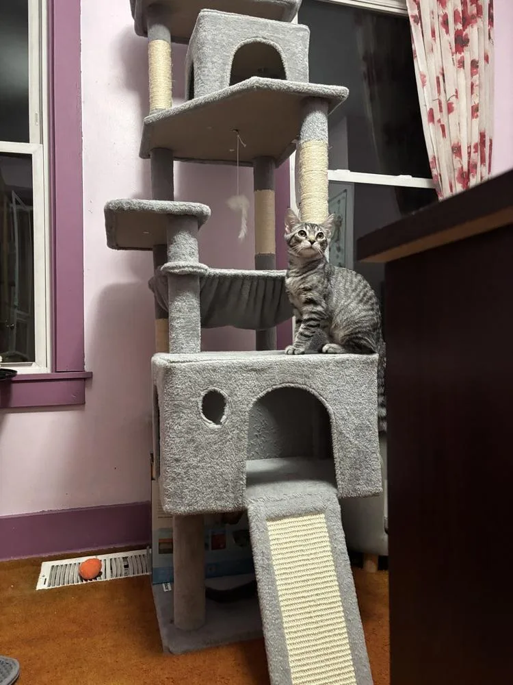 A baby small-sized female Tabby (Brown / Chocolate) Domestic Short Hair cat named Jelly Bean for adoption in West Mifflin, PA