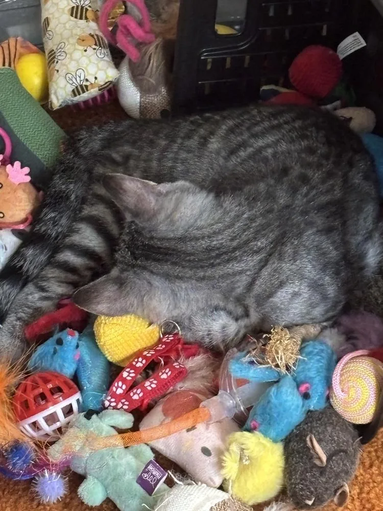 Jelly Bean thumbnail 2