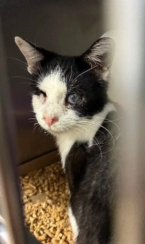 An adult small-sized female Black & White / Tuxedo Domestic Short Hair cat named Eleanor for adoption in Cincinnati, OH