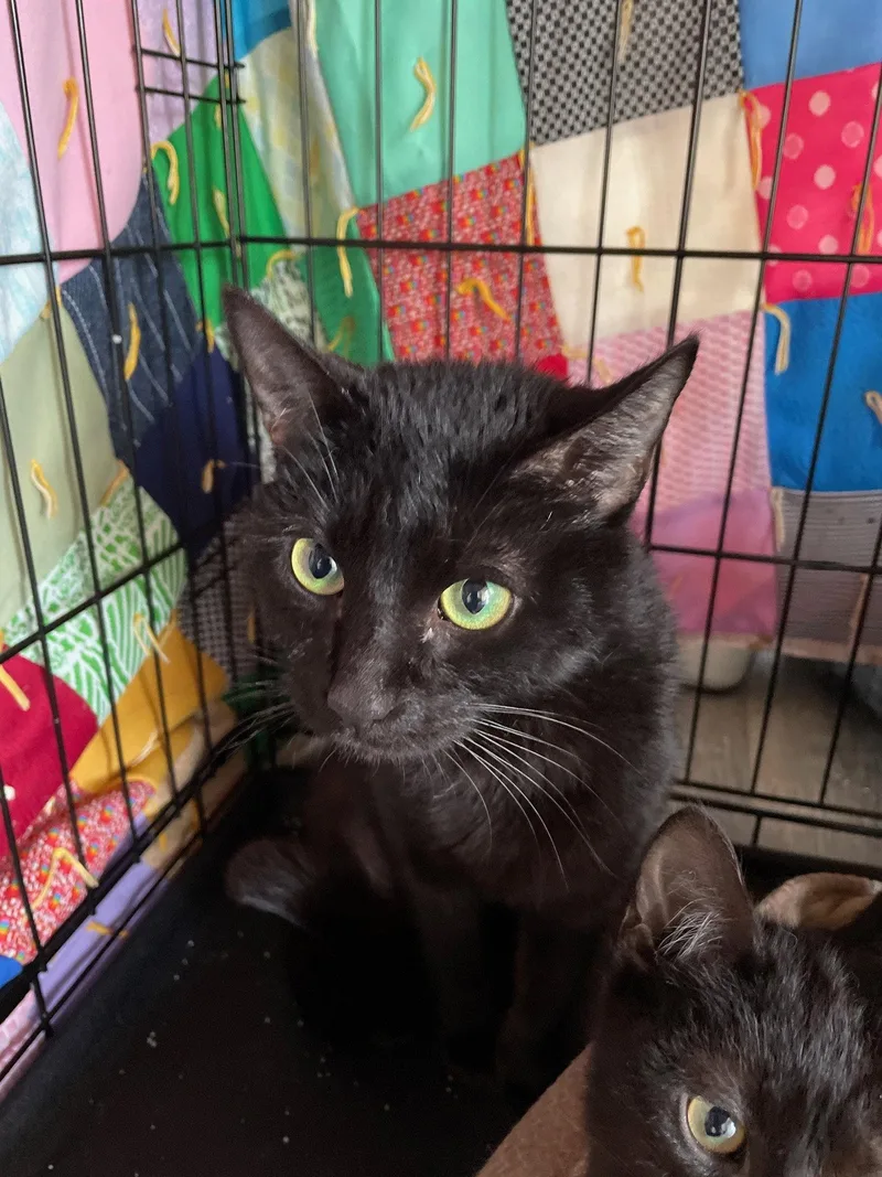 An adult medium-sized male Black Domestic Short Hair cat named Fendi for adoption in Island Lake, IL
