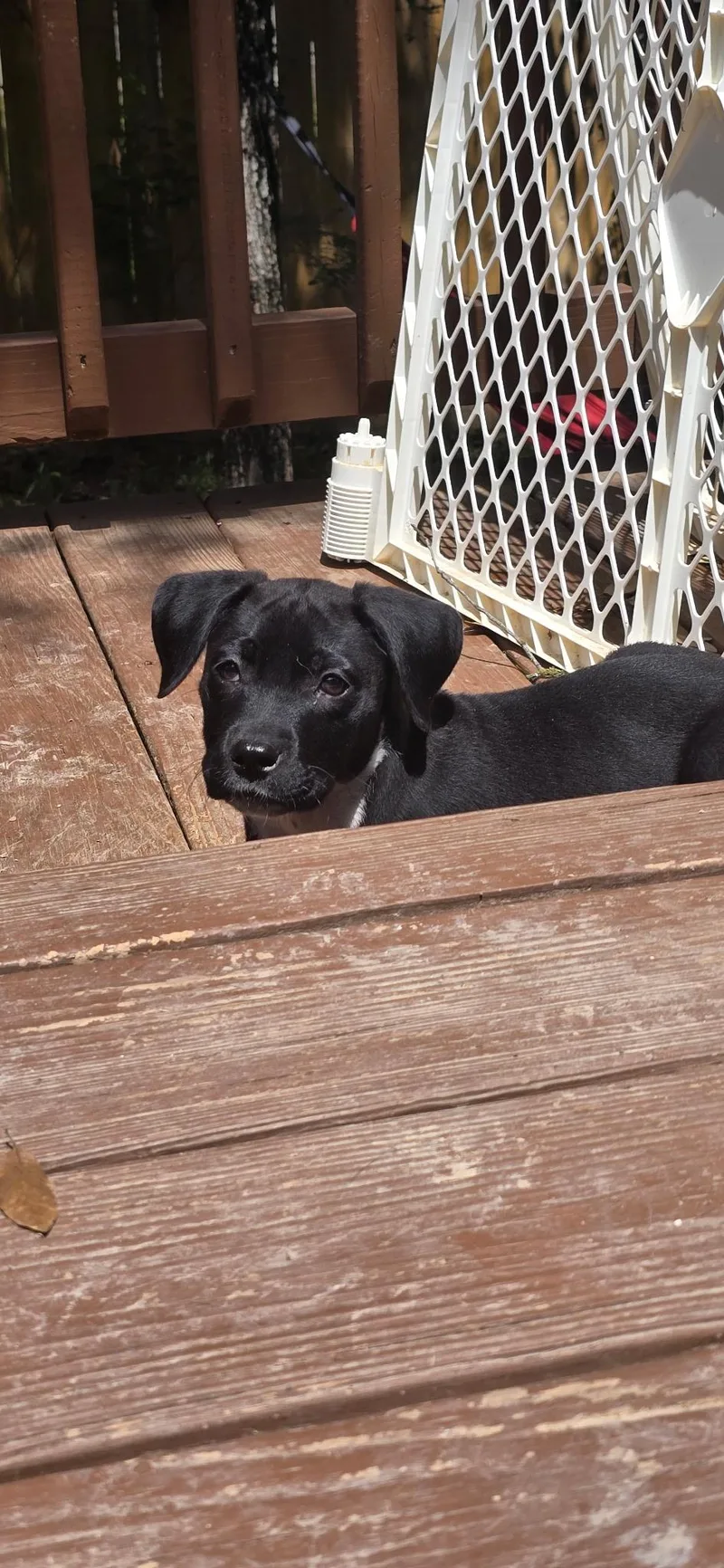 A baby medium-sized female Labrador Retriever dog named Nibbles for adoption in San Antonio, TX