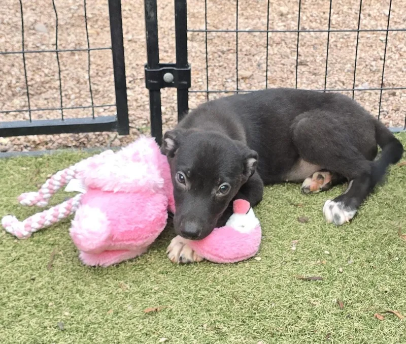 A baby medium-sized male Labrador Retriever dog named Chandler for adoption in Apache Junction, AZ