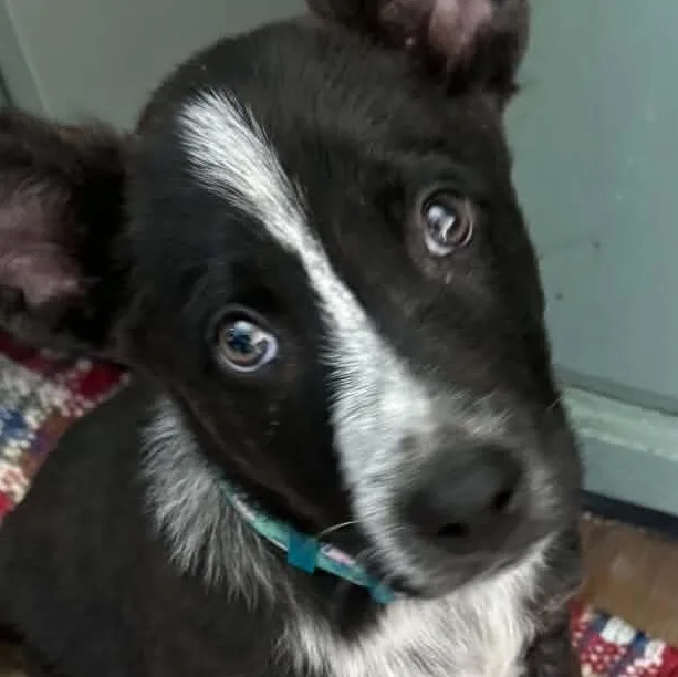 A baby medium-sized female Brindle Australian Cattle Dog / Blue Heeler dog named Penny for adoption in Brunswick, ME