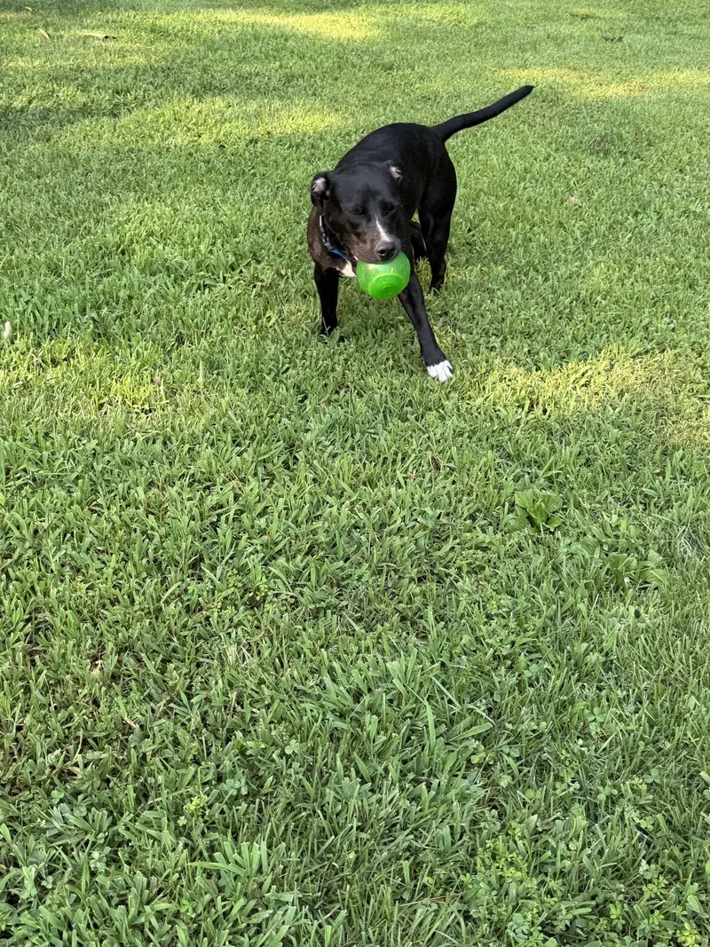 A young medium-sized female Labrador Retriever dog named Sombra for adoption in Ball Ground, GA