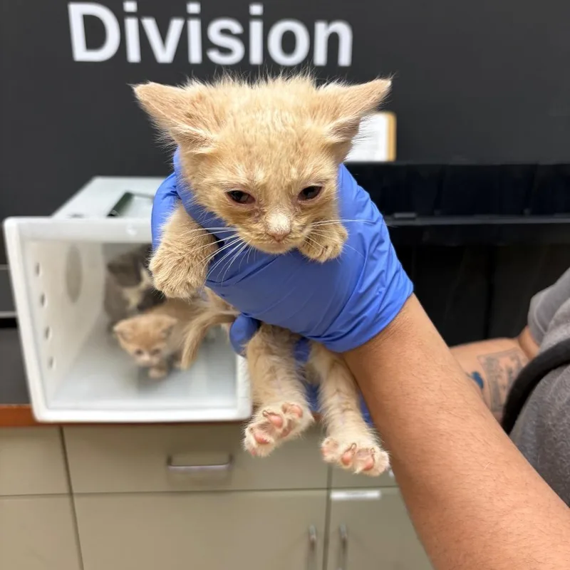 A baby small-sized male Buff / Tan / Fawn Domestic Short Hair cat named Harrison for adoption in Columbus, GA