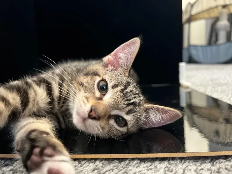 A baby small-sized male Gray / Blue / Silver Domestic Short Hair cat named Bobby for adoption in Hudson, NH