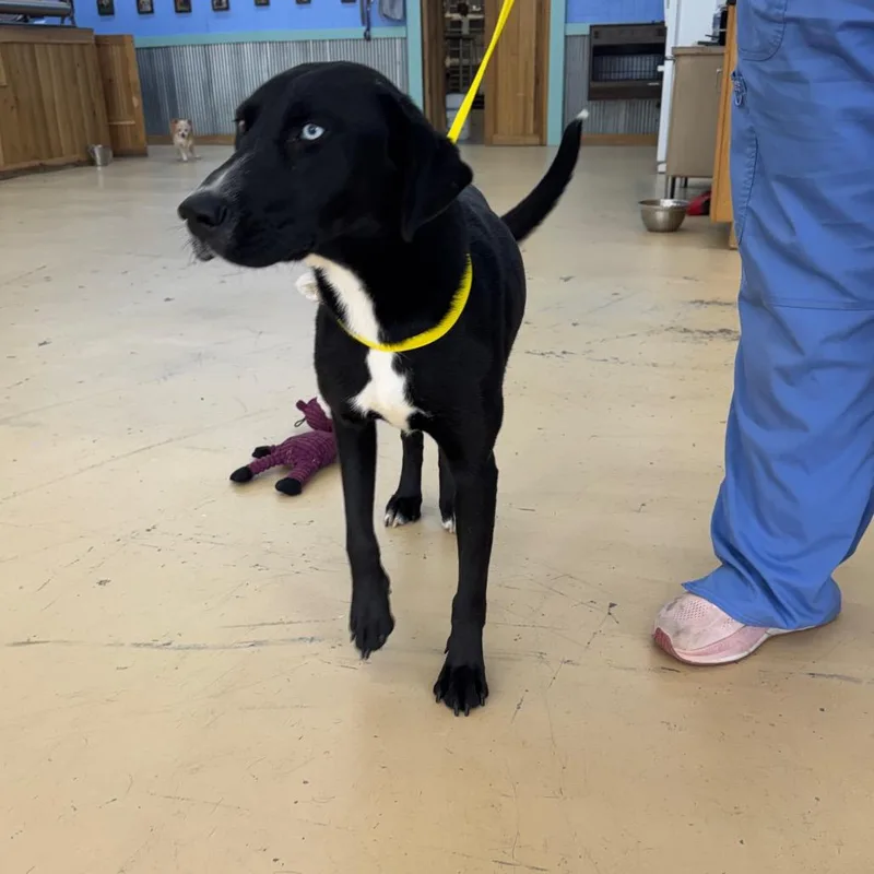 An adult medium-sized female Black Labrador Retriever dog named Lyra for adoption in Alexandria, VA