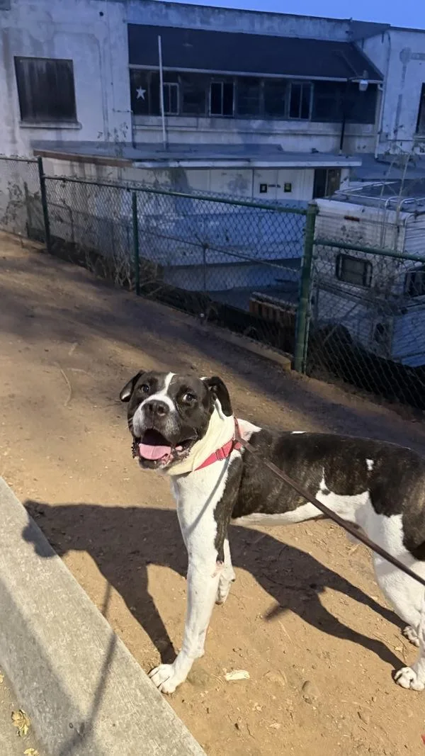 An adult large-sized male Pit Bull Terrier dog named Carl Thomas for adoption in San Diego, CA