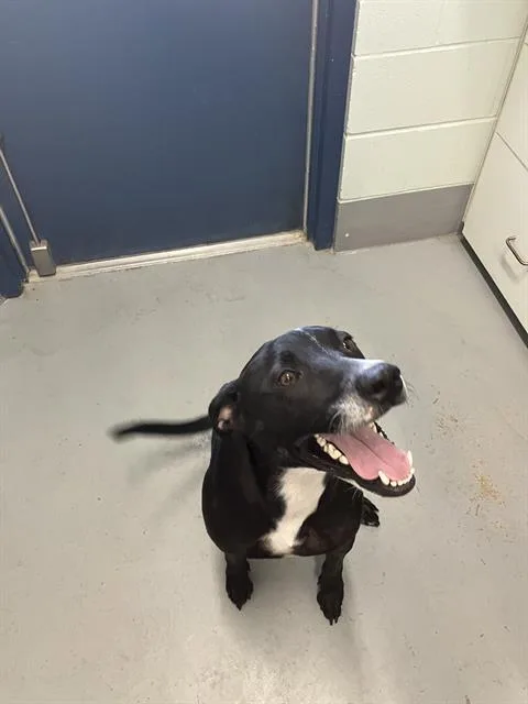 An adult medium-sized male Labrador Retriever dog named Oreo for adoption in Corpus Christi, TX