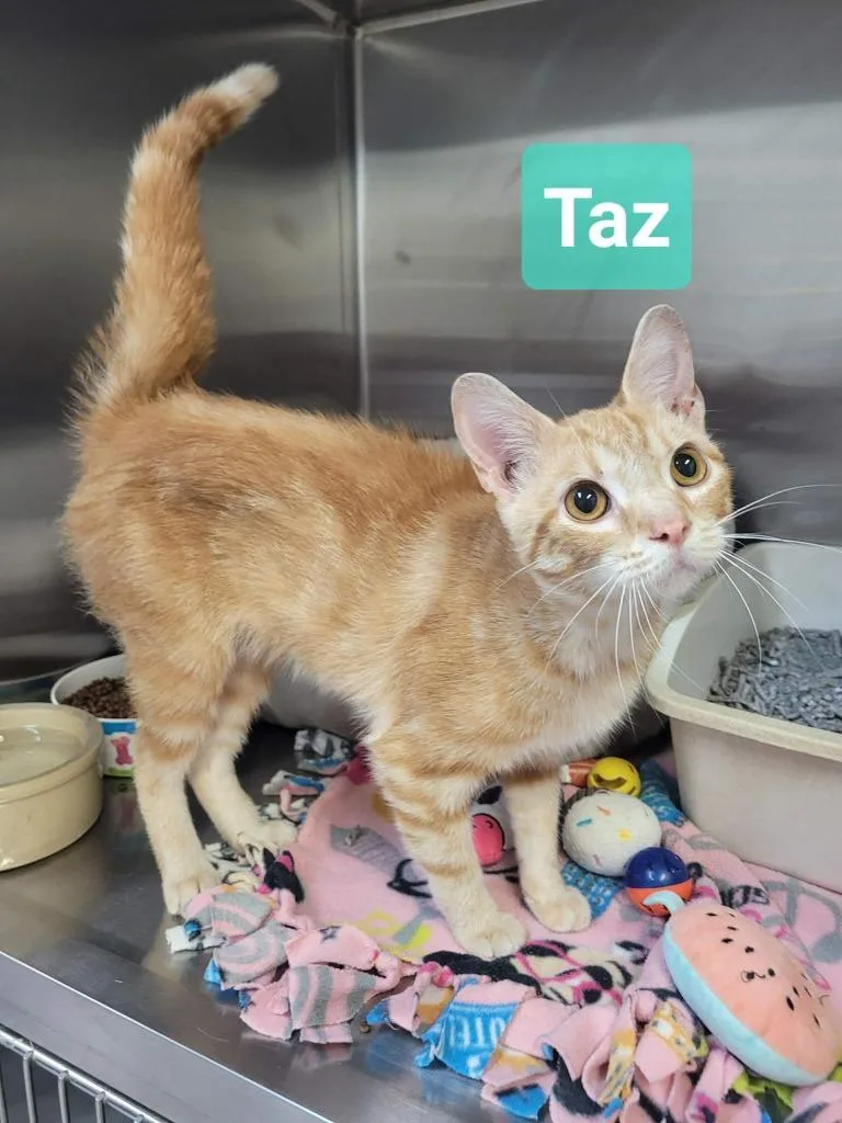 A young medium-sized male Domestic Short Hair cat named Taz for adoption in Richmond, IN