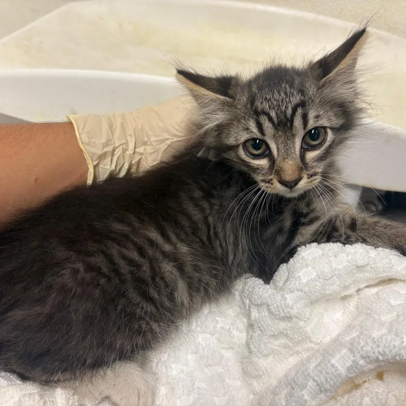 A baby small-sized female Brown / Chocolate Domestic Medium Hair cat named IVHSStray for adoption in San Gabriel, CA