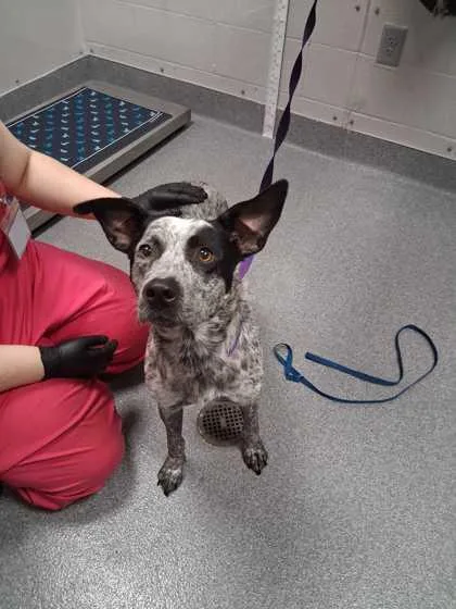 An adult medium-sized female Australian Kelpie dog named Anastasia for adoption in Sevierville, TN