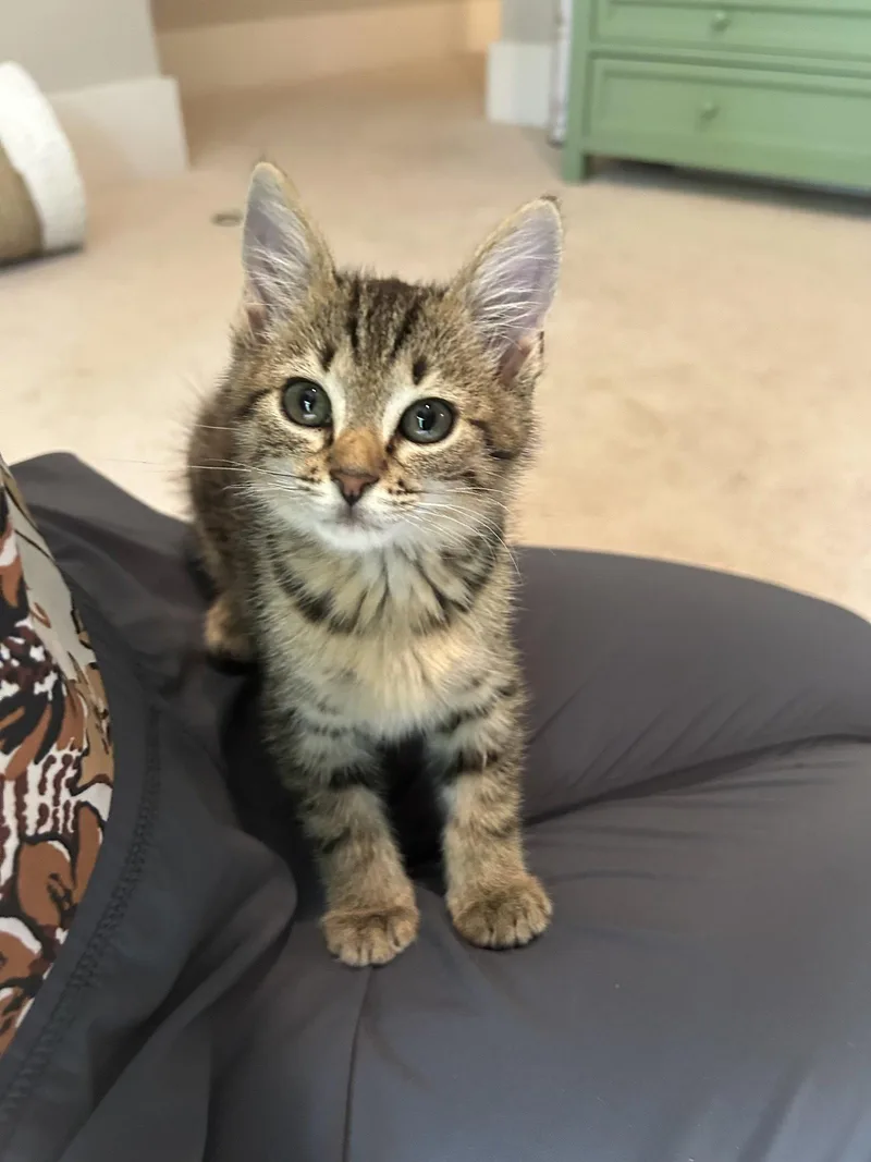 A baby medium-sized male Tabby cat named Padre for adoption in Buford, GA