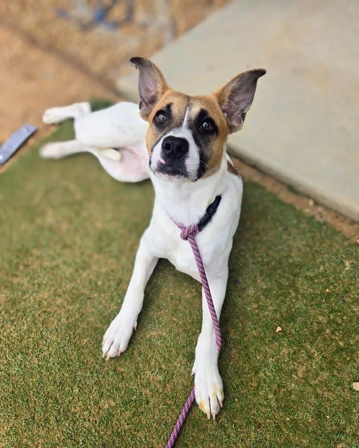 A young medium-sized female Mixed Breed dog named Keller for adoption in Douglasville, GA