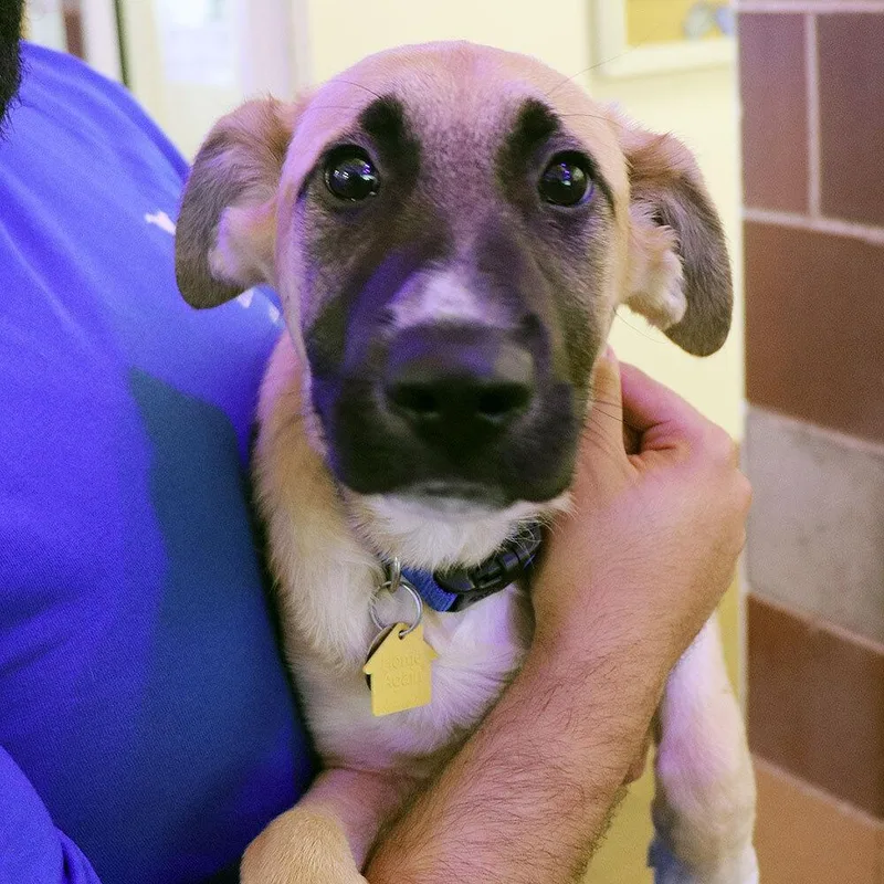 A baby medium-sized male Mixed Breed dog named Charlie for adoption in Port Washington, NY