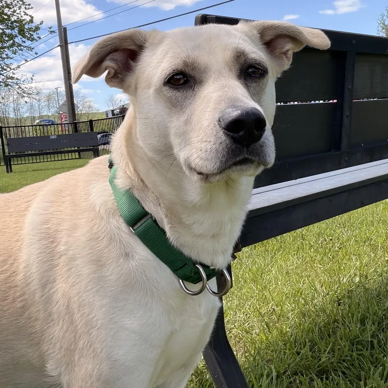 A young medium-sized female White / Cream Mixed Breed dog named Shasta for adoption in Cooperstown, NY
