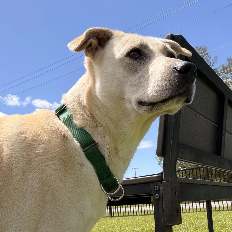 Shasta thumbnail 2