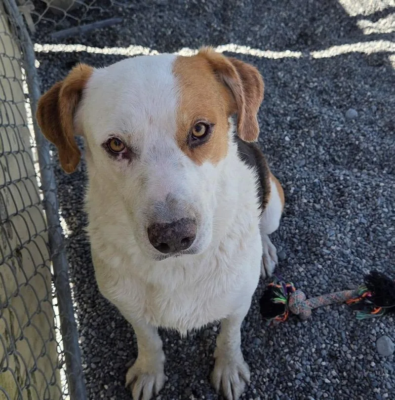 A young large-sized male Hound dog named Carson for adoption in Gold Beach, OR
