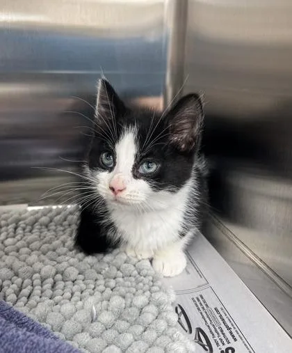 A baby small-sized male Domestic Short Hair cat named Vader for adoption in Westland, MI
