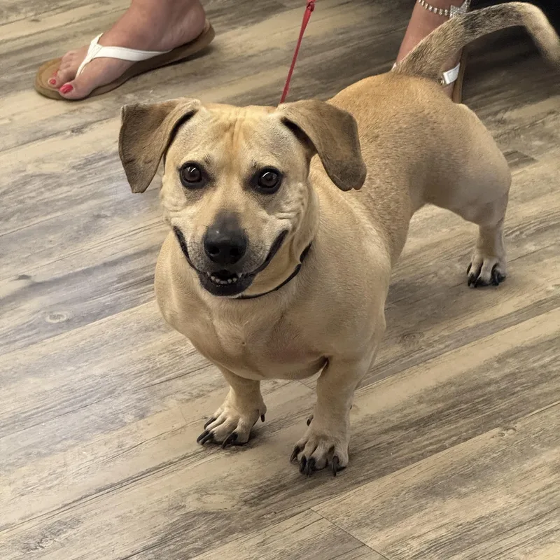 An adult medium-sized male Apricot / Beige Dachshund dog named Lotty for adoption in Sonora, CA