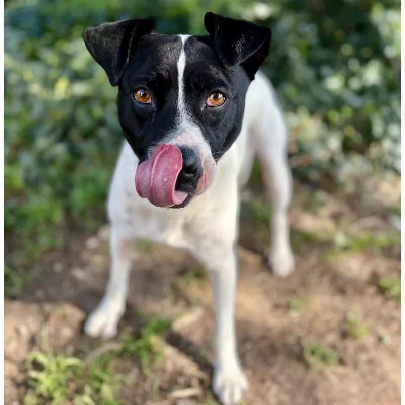 An adult medium-sized female White / Cream Mixed Breed dog named Cher for adoption in Portland, OR