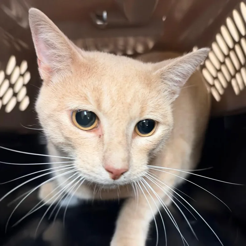 An adult large-sized male Buff / Tan / Fawn Domestic Short Hair cat named Pecan for adoption in Birmingham, AL