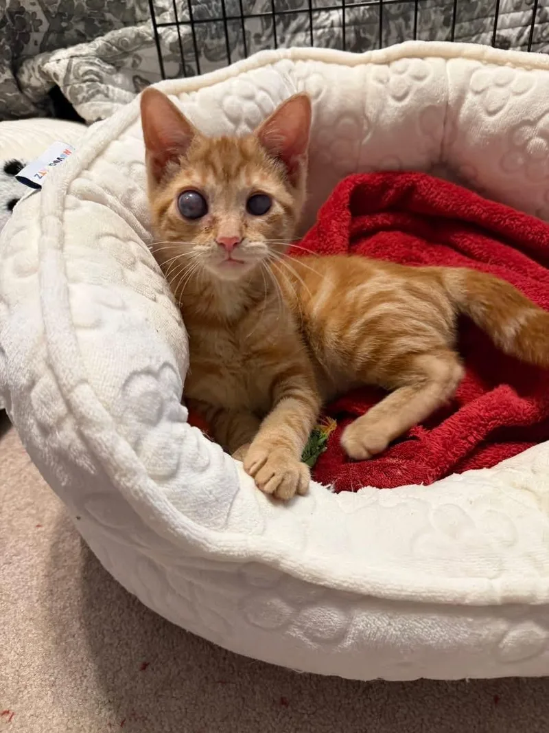 A baby small-sized male Orange & White Domestic Short Hair cat named Rockford And Maverick for adoption in Elyria, OH