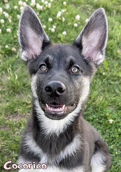 A baby small-sized female German Shepherd Dog dog named Cocoricoฬ for adoption in Mason, MI