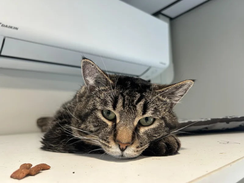 Captain Catnip thumbnail 2