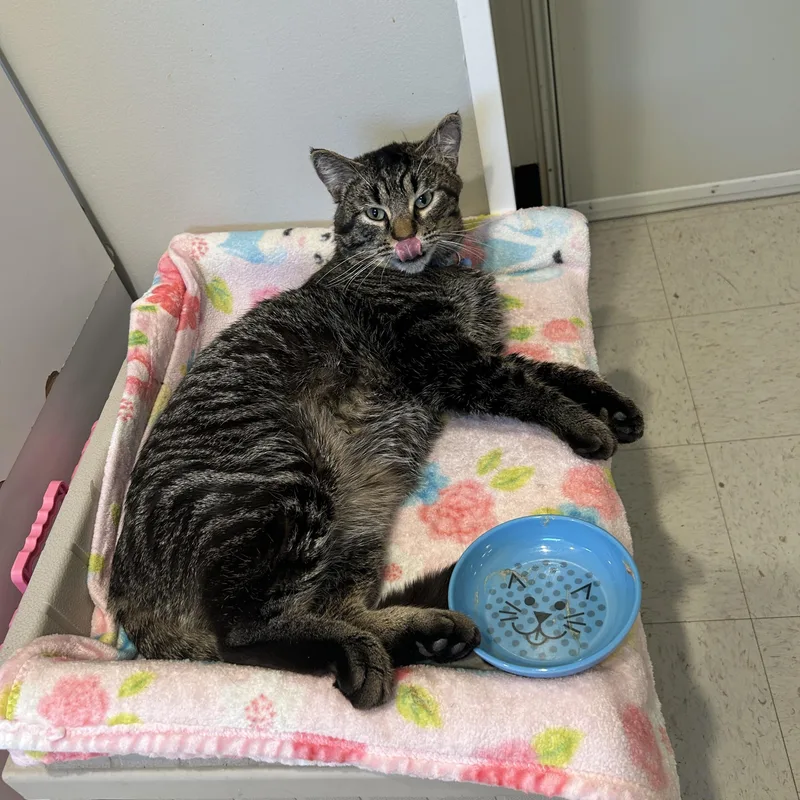 Captain Catnip thumbnail 3