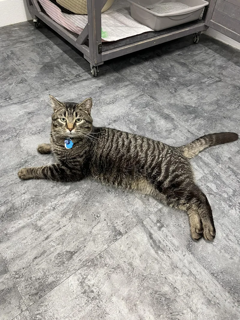 An adult large-sized male Tabby (Tiger Striped) Domestic Short Hair cat named Captain Catnip for adoption in Grand Rapids, MI