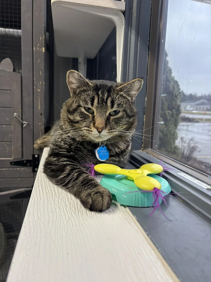 Captain Catnip thumbnail 4