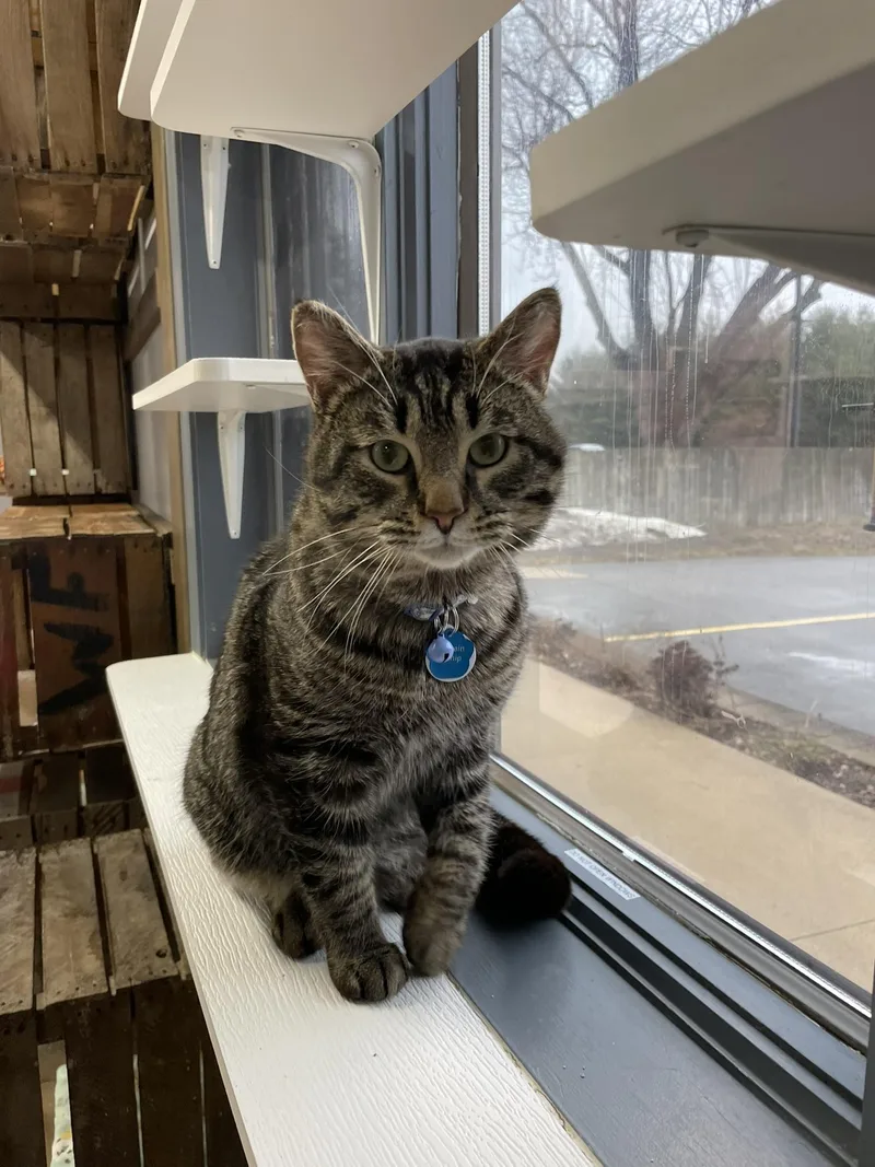 Captain Catnip thumbnail 5