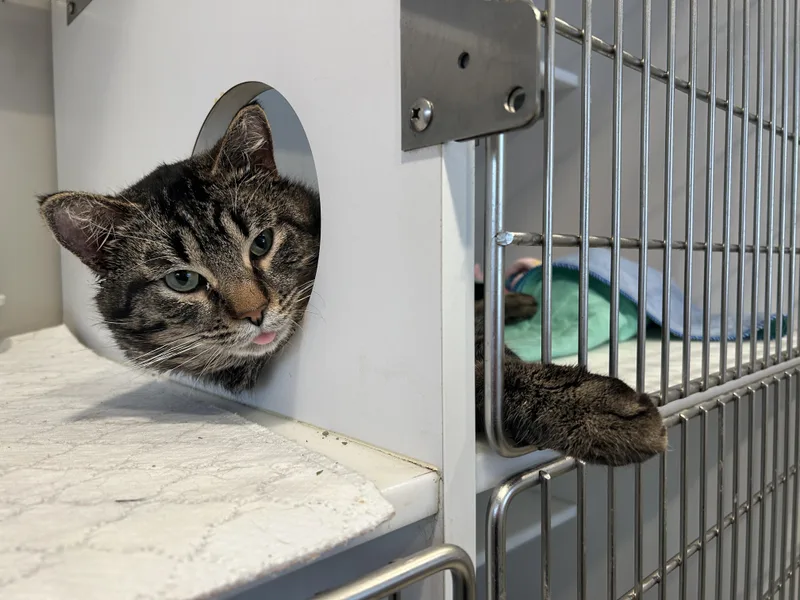 Captain Catnip thumbnail 6