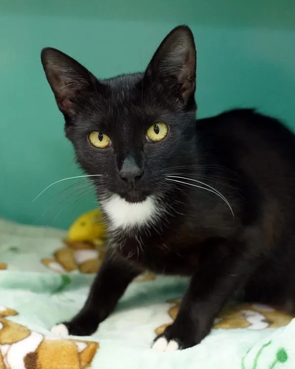 An adult small-sized female Domestic Short Hair cat named Gina for adoption in Novato, CA