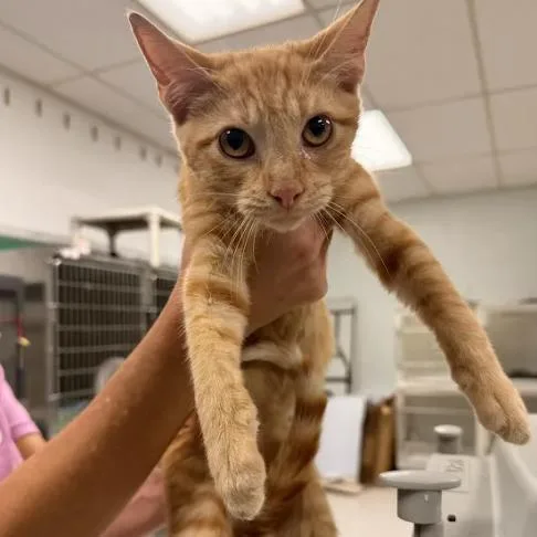 A baby small-sized male Orange / Red Domestic Short Hair cat named CaelumC for adoption in East Saint Louis, IL