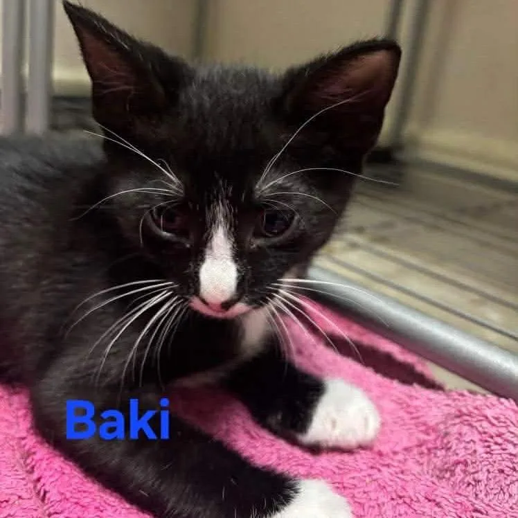A baby small-sized male Black Domestic Short Hair cat named Baki for adoption in Baytown, TX