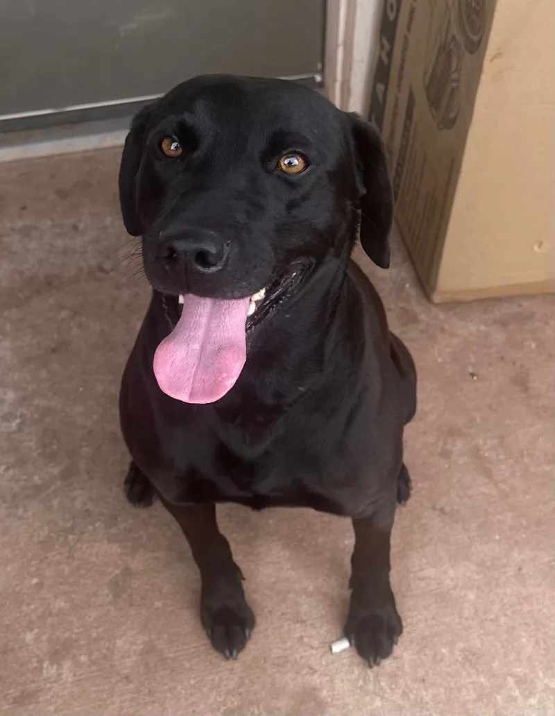 Bug Bear thumbnail 2