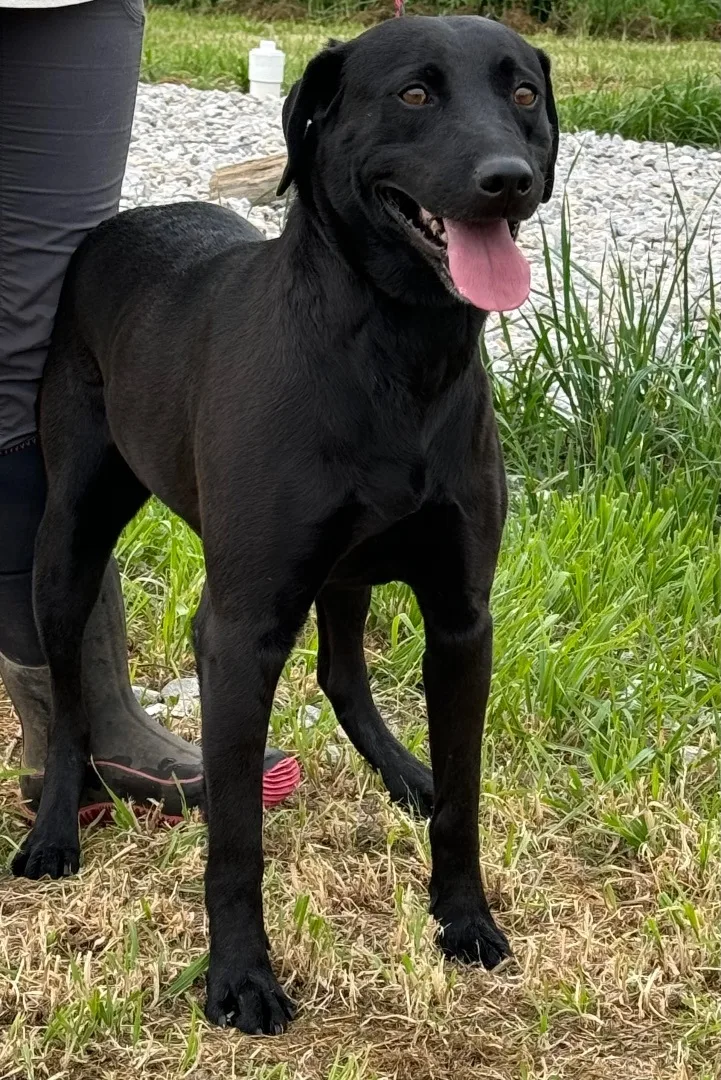 Bug Bear thumbnail 3