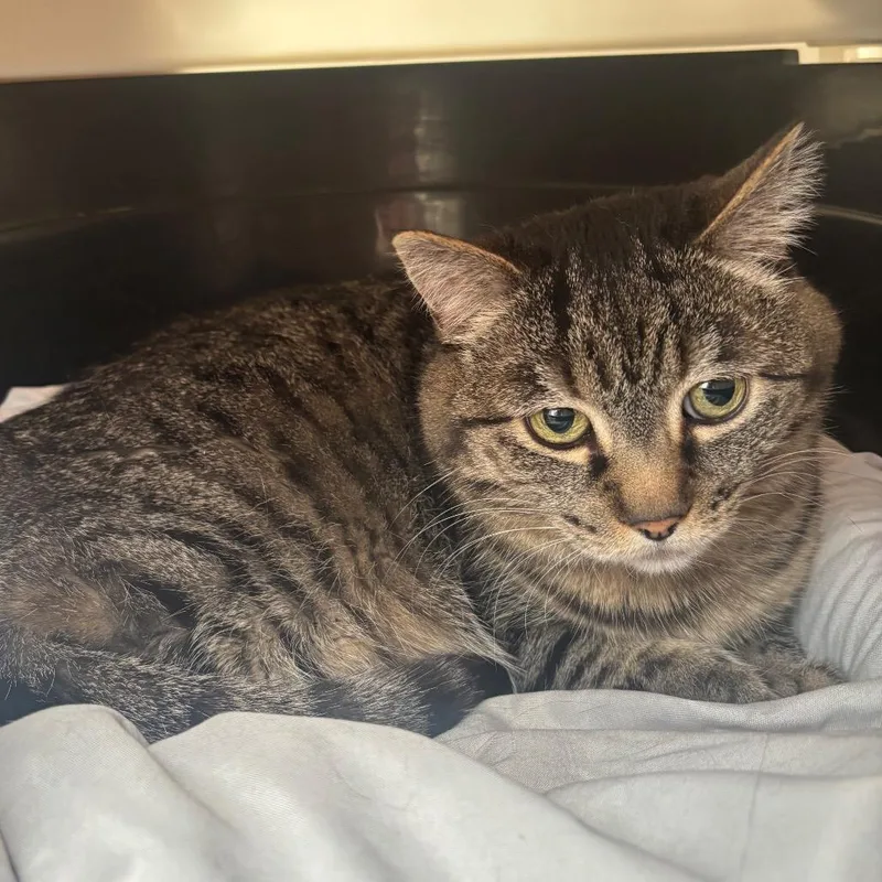 A senior small-sized female Gray / Blue / Silver Domestic Short Hair cat named Minnie for adoption in Taos, NM