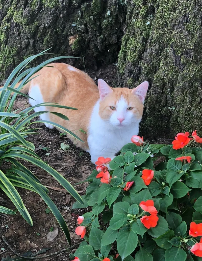 An adult large-sized male Domestic Short Hair cat named Sunkist for adoption in Hot Springs, AR