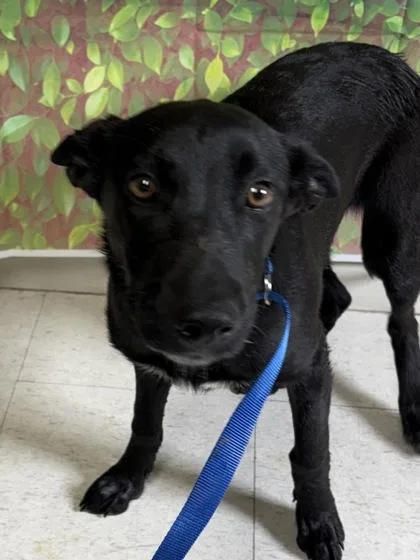 An adult medium-sized female Shepherd dog named Neo for adoption in San Antonio, TX