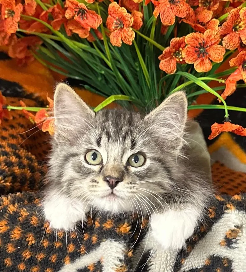 A baby small-sized male Domestic Medium Hair cat named Sam for adoption in Stillwater, OK