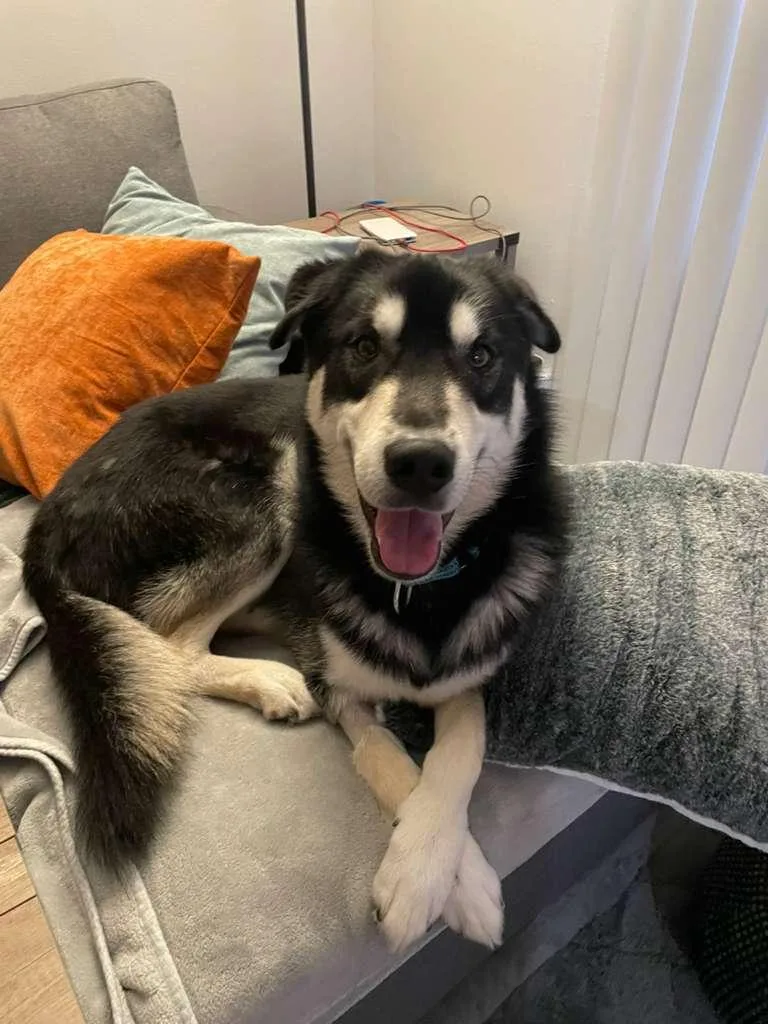 A young medium-sized male Black Husky dog named Sarge for adoption in Inglewood, CA