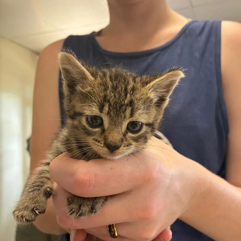 A baby small-sized female Brown / Chocolate Domestic Short Hair cat named One Hand In My for adoption in Hattiesburg, MS