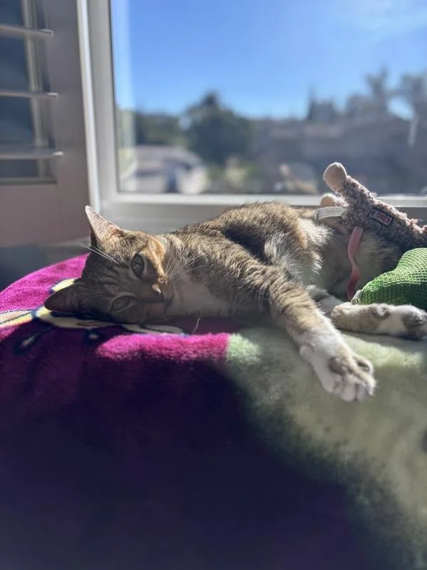 An adult medium-sized female Domestic Short Hair cat named Imperial Ladybug for adoption in Bonsall, CA
