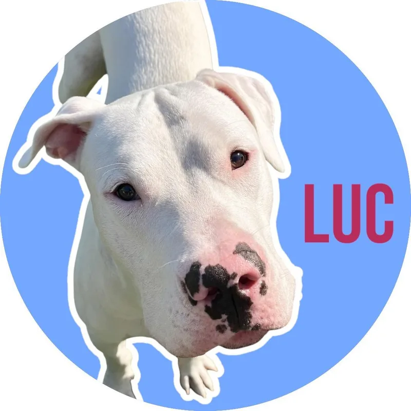 Luc thumbnail 6