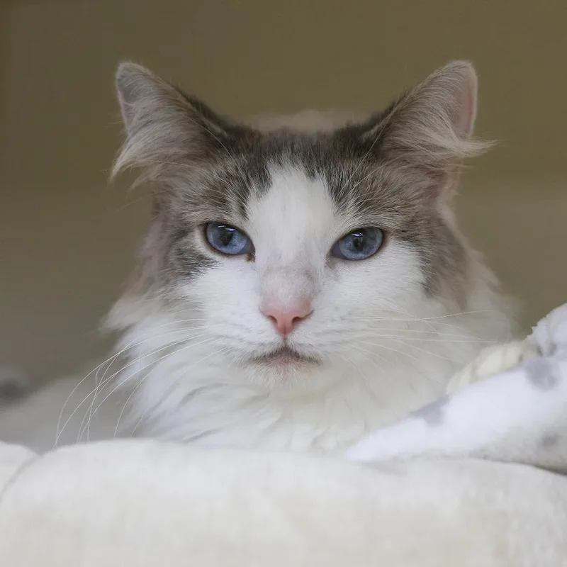 An adult medium-sized female Gray / Blue / Silver Domestic Medium Hair cat named Hazel for adoption in Los Angeles, CA